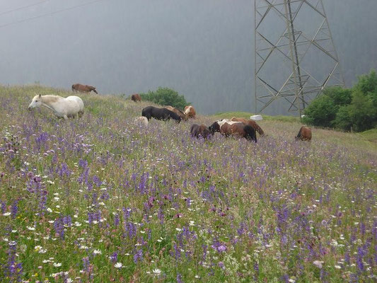 Gruppe 2010