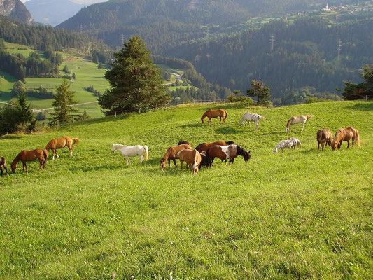 Gruppe 2010