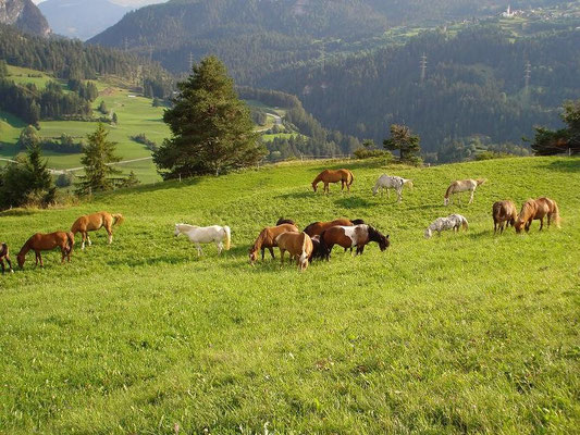 Gruppe 2010