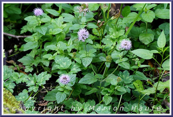 Die Wasserminze (Mentha aquatica) findet man im Darßwald vor allem am Rand der Erlen-Bruchwälder, 25.08.2019, Darßwald/Mecklenburg-Vorpommern.