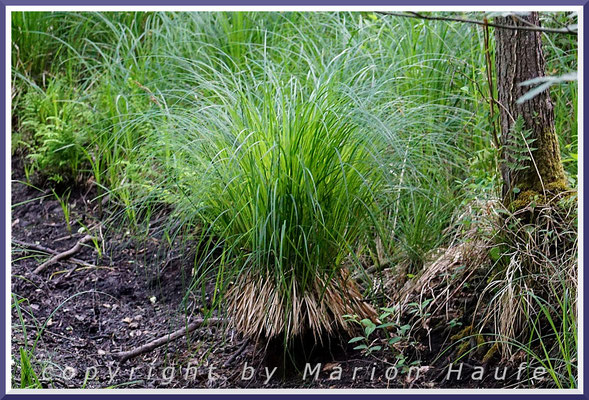 Die Steife Segge (Carex elata) ist eine der häufigsten und auffälligsten Pflanzen in den Darßer Erlenbrüchen, 10.06.2023, Darßwald/Mecklenburg-Vorpommern.