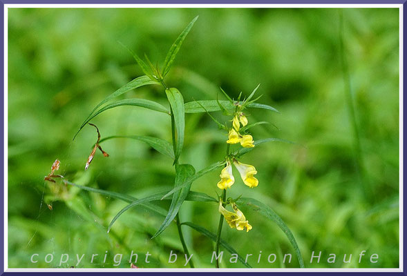 Der Wiesen-Wachtelweizen (Melampyrum pratense) gehört zu den häufigsten Pflanzen der Wälder und wächst in nahezu allen Waldtypen, 02.07.2020, Dünenkiefernwald/Mecklenburg-Vorpommern.