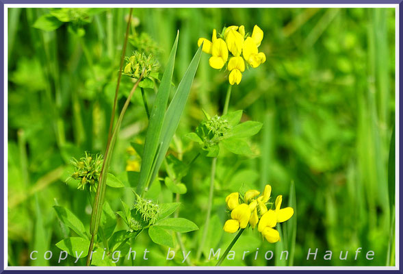 Die Wiesen-Platterbse (Lathyrus pratensis) ist eine Pflanze feuchter Standorte, Rand eines Erlen-Bruchwaldes, 22.06.2021, Darßwald/Mecklenburg-Vorpommern.