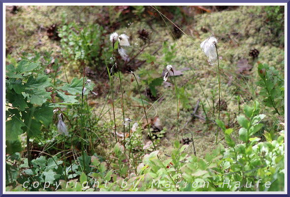 Schmalblättriges Wollgras (Eriophorum angustifolium) am g-Gestell in einer vermoorten Senke, 30.06.2025, Darßwald-Mecklenburg-Vorpommern.