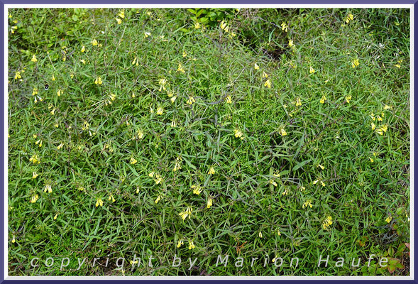 Der Wiesen-Wachtelweizen (Melampyrum pratense) bildet oft große Bestände, Dünenkiefernwald, 14.07.2022, Darßwald/Mecklenburg-Vorpommern.