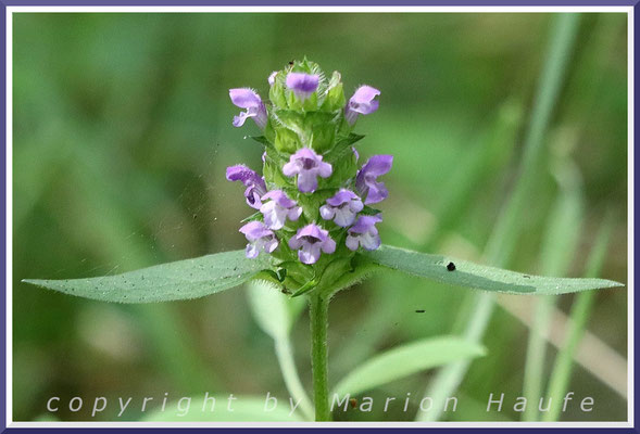 Blütenstand der Kleinen Braunelle (Prunella vulgaris), Rand eines Mischwaldes, 30.06.2025, Darßwald/Mecklenburg-Vorpommern.