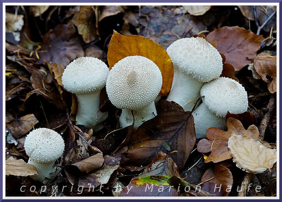 Der Flaschen-Stäubling (Lycoperdon perlatum) ist ein sehr häufiger Pilz der Laub- und Nadelwälder auf Rügen, 22.10.2019, Naturschutzgebiet Nordperd/Mecklenburg-Vorpommern.