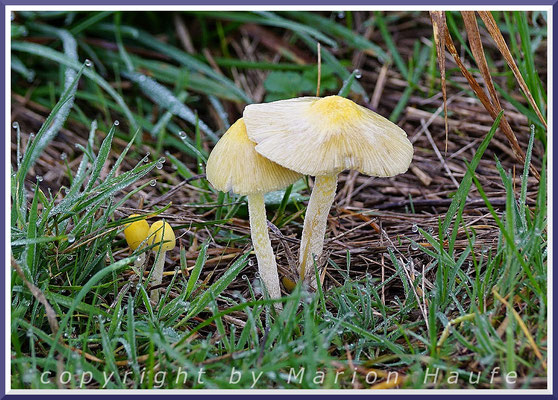 Gold-Mistpilze (Bolbitius titubans) an einem Feldrand, 23.10.2019, Lobbe/Mecklenburg-Vorpommern.