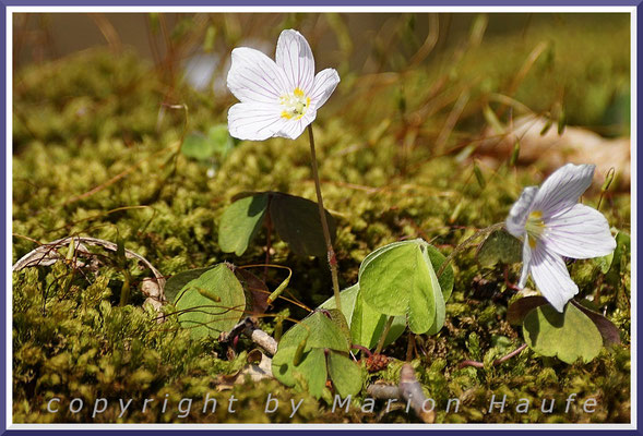 Blätter und Blüte des Wald-Sauerklees (Oxalis acetosella), Mischwald, 28.04.2018, Darßwald-Mecklenburg-Vorpommern.