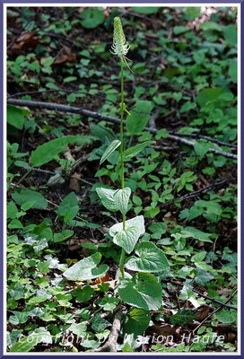 Ährige Teufelskralle (Phyteuma spicatum) hier im Rotbuchen-Wald auf Rügen, 05.06.2019, NSG Nordperd/Mecklenburg-Vorpommern.
