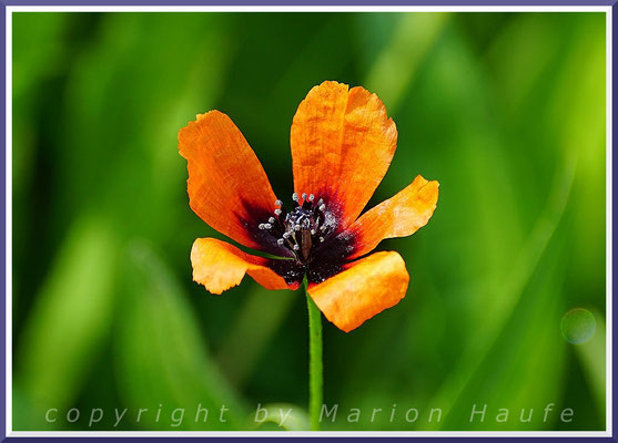 Der Sand-Mohn (Papaver argemone) ist im Vergleich zum Klatschmohn eine zierliche Pflanze, 28.05.2019, bei Lobbe/Rügen.