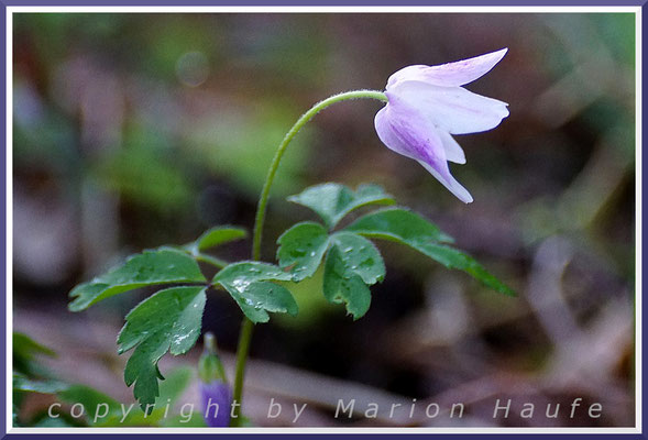 Weiße Buschwindröschen (Anemone nemorosa) bringen auch rosafarbene Blüten hervor, Buchenwald, 26.04.2018, Darßwald/Mecklenburg-Vorpommern.