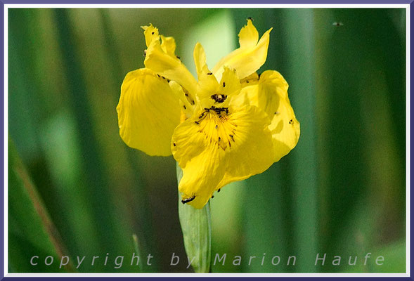 Blüte der Gelben Schwertlilie (Iris pseudacorus), Erlen-Bruchwald, 10.06.2017, Darßwald/Mecklenburg-Vorpommern.