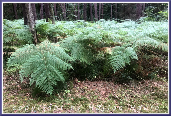 Der bis zu 2 m hohe Adlerfarn (Pteridium aquilinum) bildet bei zu hohem Wildbesatz riesige Massenbestände, Kiefernwald, 16.09.2024, Darßwald/Mecklenburg-Vorpommern.