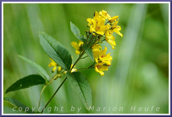 Die Blütenstände des Gewöhnlichen Gilbweiderichs (Lysimachia vulgaris) strahlen in den Randbereichen der Erlen-Bruchwälder, 16.07.2022, Darßwald/Mecklenburg-Vorpommern.