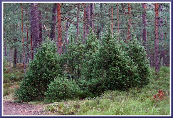 Der Gemeine Wacholder (Juniperus communis) ist ein Gehölz der Dünenkiefernwälder, 01.07.2019, Darßwald/Mecklenburg-Vorpommern.
