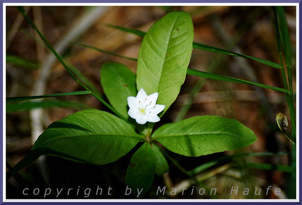 Der Europäische Siebenstern (Trientalis europaea) ist eine seltene Pflanze, Rand eines Buchenwaldes, 11.06.2019, Darßwald/Mecklenburg-Vorpommern.