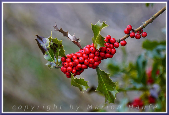 Beeren der Europäischen Stechpalme (Ilex aquifolium) auch aus der Weihnachtszeit als Ilexzweig bekannt, Rotbuchenstandort, 25.02.2020, NSG Ahrenshooper Holz/Mecklenburg-Vorpommern.