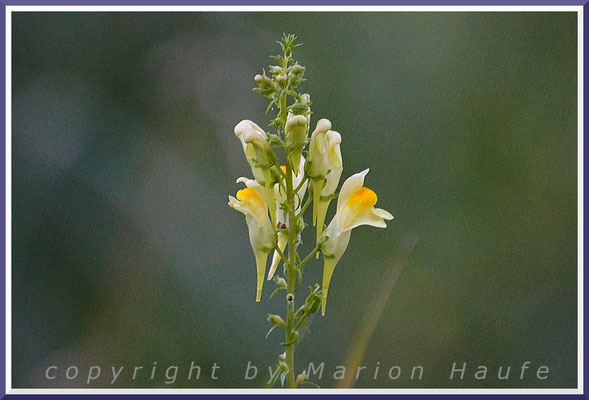 Das Echte Leinkraut (Linaria vulgaris) gedeiht an unterschiedlichen Standorten, Trockenrasen, 14.07.2022, Darßer Ort/Mecklenburg-Vorpommern.