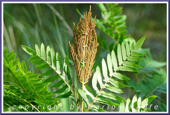 Der Königsfarn (Osmunda regalis) trägt seine Sporen nicht auf der Blattunterseite, sondern als Sporenähren, Rand eines Moorwaldes, 16.07.2022, NSG Ribnitzer Großes Moor/Mecklenburg-Vorpommern.