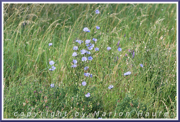 Von der Gemeinen Wegwarte (Cichorium intybus) stammen Kulturpflanzen wie der Chicoree oder der Zuckerhut ab, Rand einer Fettwiese, 27.06.2024, Wustrow/Mecklenburg-Vorpommern.