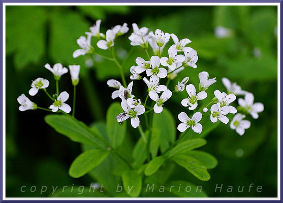 Die Echte Brunnenkresse (Nasturtium officinale) gedeiht nur an sauberen Fließgewässern, 23.05.2018, Jasmund/Rügen.