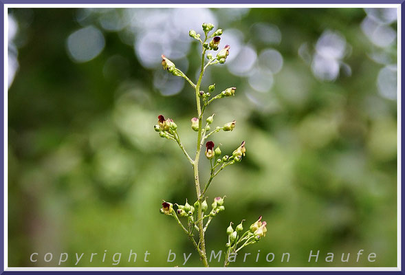 Blütenstand der Knotigen Braunwurz (Scrophularia nodosa), Rand eines Mischwaldes, 29.06.2020, Darßer Ort/Mecklenburg-Vorpommern.