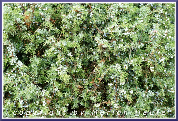Beeren des Gemeinen Wacholders (Juniperus communis), Dünenkiefernwald, 21.09.2015, Darßer Ort/Mecklenburg-Vorpommern.