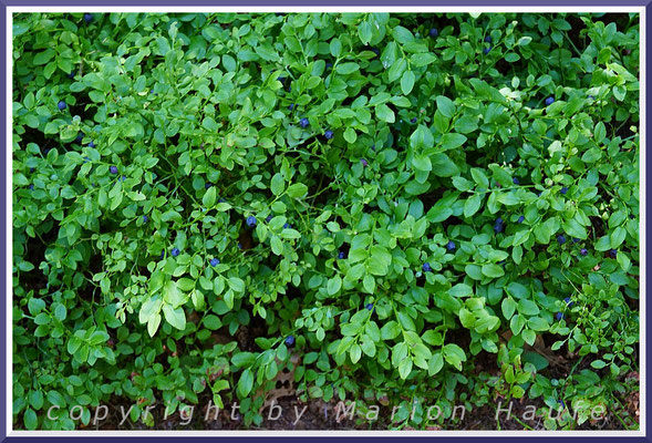 Die Heidelbeere (Vaccinium myrtillus) ist eine typische Pflanze alter Braundünen, 25.06.2020, Prerow/Mecklenburg-Vorpommern.