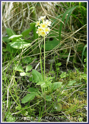 Die zierliche Wald-Schlüsselblume (Primula elatior) ist eine Pflanze feuchter, halbschattiger Waldstandorte, 03.05.2014, Jasmund/Rügen.