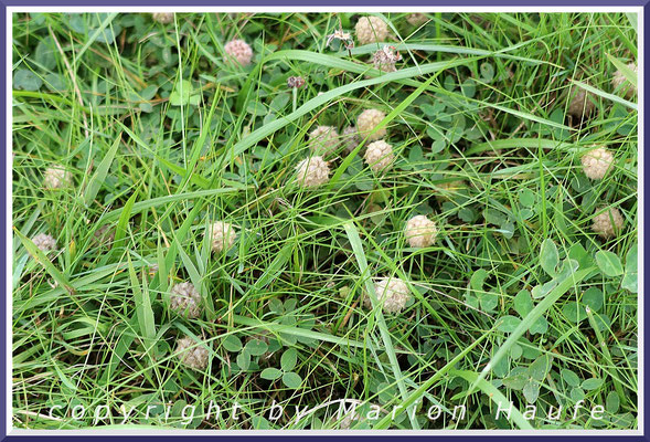 Samenstände des Erdbeerklees (Trifolium fragiferum). Die rosafarbenen Blüten erscheinen von Juni bis September, Salzwiese, 17.09.2024, Wustrow/Mecklenburg-Vorpommern.