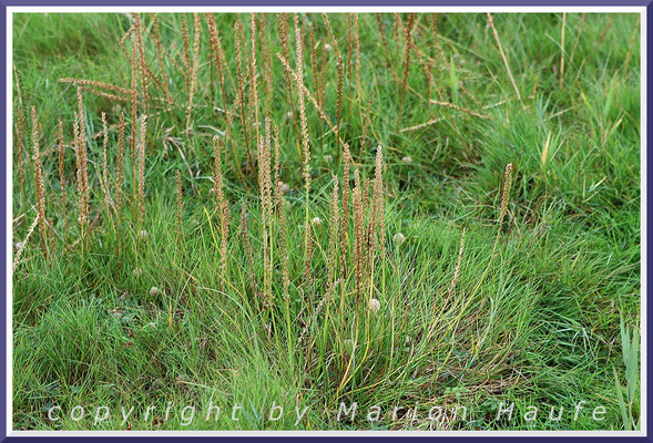 Der Strand-Dreizack (Triglochin maritima) wirkt auf den ersten Blick wie ein Gras, Salzwiese, 17.09.2024, Wustrow/Mecklenburg-Vorpommern.