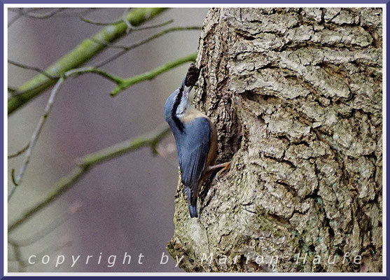 Der Kleiber (Sitta europaea) ist im Darßwald oft zu sehen und zu hören. Er ist der einzige unserer Vögel, der kopfüber einem Baumstamm hinunterlaufen kann, 24.02.2020, Darßwald/Mecklenburg-Vorpommern.