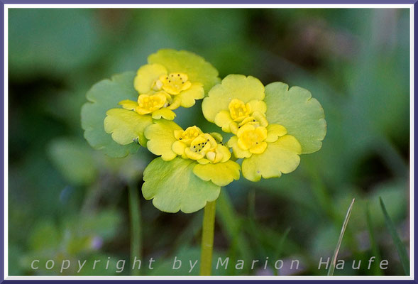 Das Wechselblättrige Milzkraut (Chrysosplenium alternifolium) wird nur 5 bis 15 cm hoch und mag nasse Laubwaldstandorte, Rand eines Erlen-Bruchwaldes, 29.04.2018, Darßwald/Mecklenburg-Vorpommern.