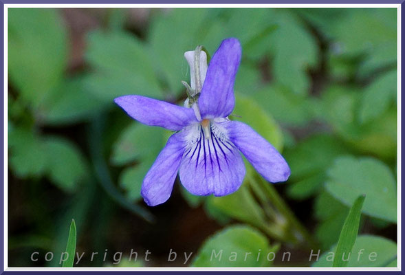 Blüte des Wald-Veilchens (Viola reichenbachiana), Buchenwald, 29.04.2018, Darßwald/Mecklenburg-Vorpommern.
