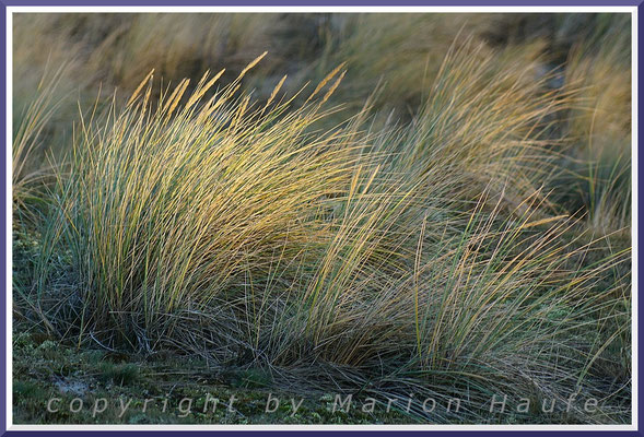 Der Gewöhnliche Strandhafer (Ammophila arenaria) gehört zu den Erstbesiedlern der Weißdüne, 26.12.2017, Nordstrand/Mecklenburg-Vorpommern.