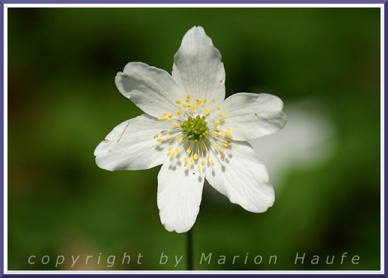 Das Weiße Buschwindröschen (Anemone nemorosa) verziert im Frühling den Boden vieler Rügener Laubwälder, 02.05.2016, Granitz/Rügen.