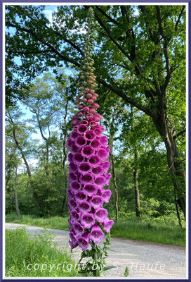 Die Blüten des Roten Fingerhuts (Digitalis purpurea) tragen verschiedene Farben und sind Hummelmagneten, 08.06.2024, Darßer Ort/Mecklenburg-Vorpommern.