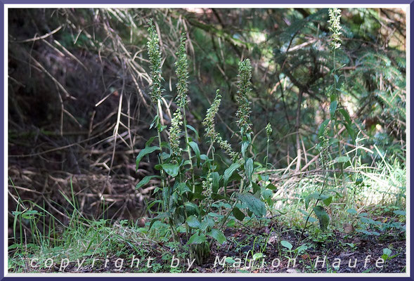 Breitblättrige Stendelwurzen (Epipactis helleborine) am Rand eines Mischwaldes, 01.08.2017, Darßwald/Mecklenburg-Vorpommern.