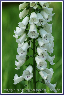 Hin und wieder treten weiße Farbvarianten des Roten Fingerhuts (Digitalis purpurea) auf, Rand eines Erlen-Bruchwaldes, 20.06.2015, Darßer Ort/Mecklenburg-Vorpommern.