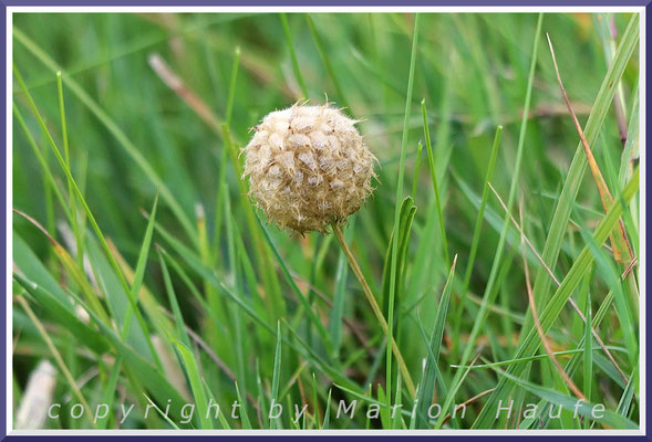 Samenstand des Erdbeerklees (Trifolium fragiferum) der eine Pflanze der Salzwiesen ist, 17.09.2024, Wustrow/Mecklenburg-Vorpommern.