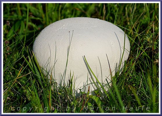 Der Wiesen-Stäubling (Lycoperdon excipuliforme) gedeiht auf Wiesen und Weiden, 10.09.2021, Lobbe/Mecklenburg-Vorpommern.