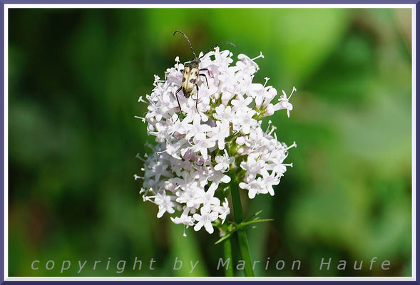 Die Blütenstände des Sumpf-Baldrians (Valeriana dioica) bieten vielen Tieren Nektar, Feuchtwiese, 16.06.2021, Darßwald/Mecklenburg-Vorpommern.