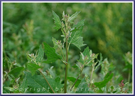 Der Name der Spieß-Melde (Atriplex prostrata) bezieht sich auf ihre Blattform, 17.07.2021, Lobber Ort/Rügen.