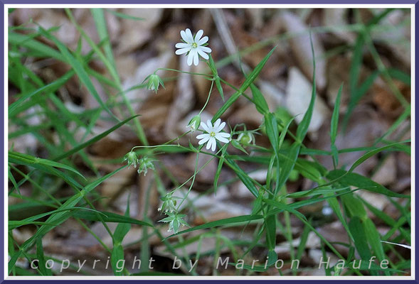 Eine der häufigsten Pflanzen in Laub- und Mischwäldern ist die Große Sternmiere (Stellaria holostea L.), 16.06.2021, Darßwald/Mecklenburg-Vorpommern.