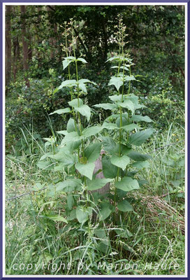 Die Knotige Braunwurz (Scrophularia nodosa) mag schattige, feuchte Waldränder, Rand eines Mischwaldes, 23.06.2021, Darßer Ort/Mecklenburg-Vorpommern.