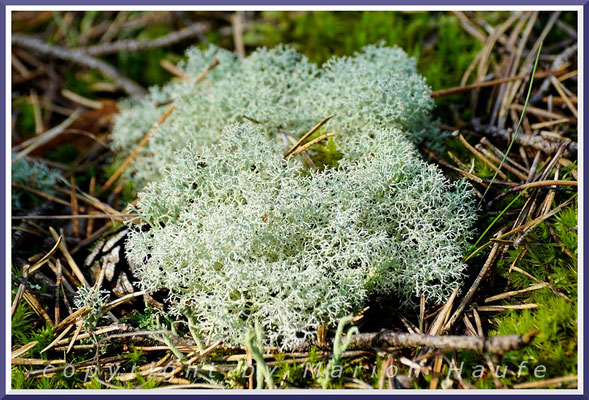 Die Rentierflechte (Cladonia) ist ein Überbleibsel der Eiszeit und gedeiht in den den Dünenkiefernwäldern, 27.08.2019, Darßwald/Mecklenburg-Vorpommern.