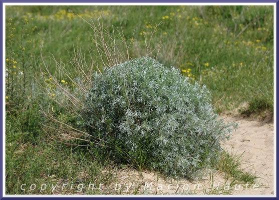 Der Strand-Beifuß (Artemisia maritima) wächst bevorzugt auf Weißdünen oder in deren Randbereich, 28.05.2018, Lobbe/Rügen.