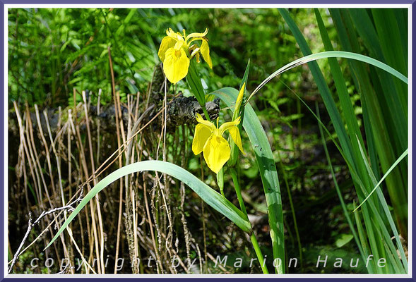 Gelbe Schwertlilie (Iris pseudacorus) am Rand eines Erlen-Bruchwaldes, 23.06.2020, bei Prerow/Mecklenburg-Vorpommern.