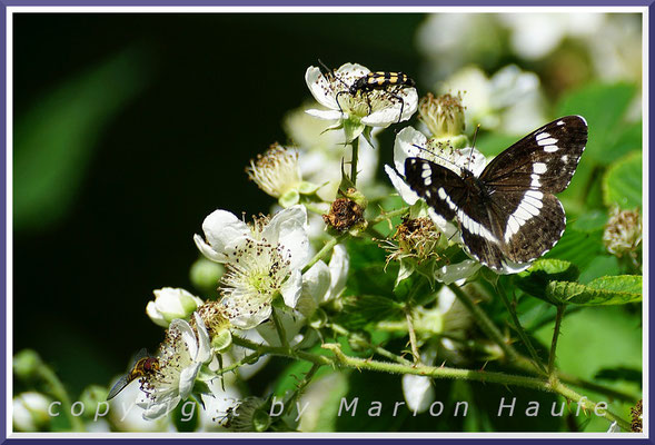 Brombeeren (Rubus sect. Rubus) kommen in unterschiedlichen Unterarten und an verschiedenen Standorten vor und sind ein Insektenmagnet, 01.07.2020, Darßwald/Mecklenburg-Vorpommern.